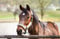 Horse ad