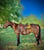 Annuncio cavallo
