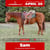 Annonce cheval