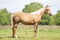 Horse ad