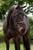 Annuncio cavallo
