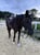 Horse ad