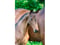 Anuncio de caballos