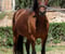 Horse ad