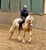 Horse ad