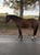 Horse ad