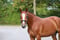 Anuncio de caballos