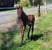 Annuncio cavallo