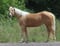 Horse ad