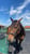 Annuncio cavallo
