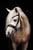 Horse ad