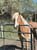Anuncio de caballos