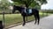 Annuncio cavallo