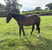 Horse ad