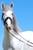 Horse ad