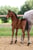 Horse ad