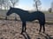 Annonce cheval