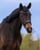 Horse ad