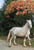 Horse ad