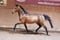 Horse ad