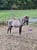 Horse ad