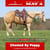 Horse ad