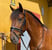 Horse ad