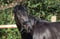 Annuncio cavallo