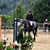 Annonce cheval