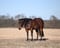 Horse ad
