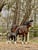 Annuncio cavallo