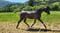 Anuncio de caballos