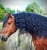 Annonce cheval
