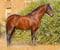 Paardadvertentie