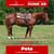 Annuncio cavallo
