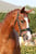 Annonce cheval