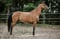Horse ad