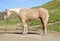 Horse ad