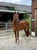Horse ad