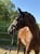 Horse ad