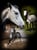 Annuncio cavallo