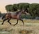 Annuncio cavallo