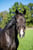 Horse ad