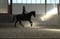 Horse ad