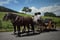 Annonce cheval