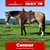 Horse ad
