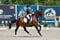 Annuncio cavallo