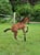 Horse ad