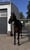Paardadvertentie