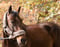 Horse ad